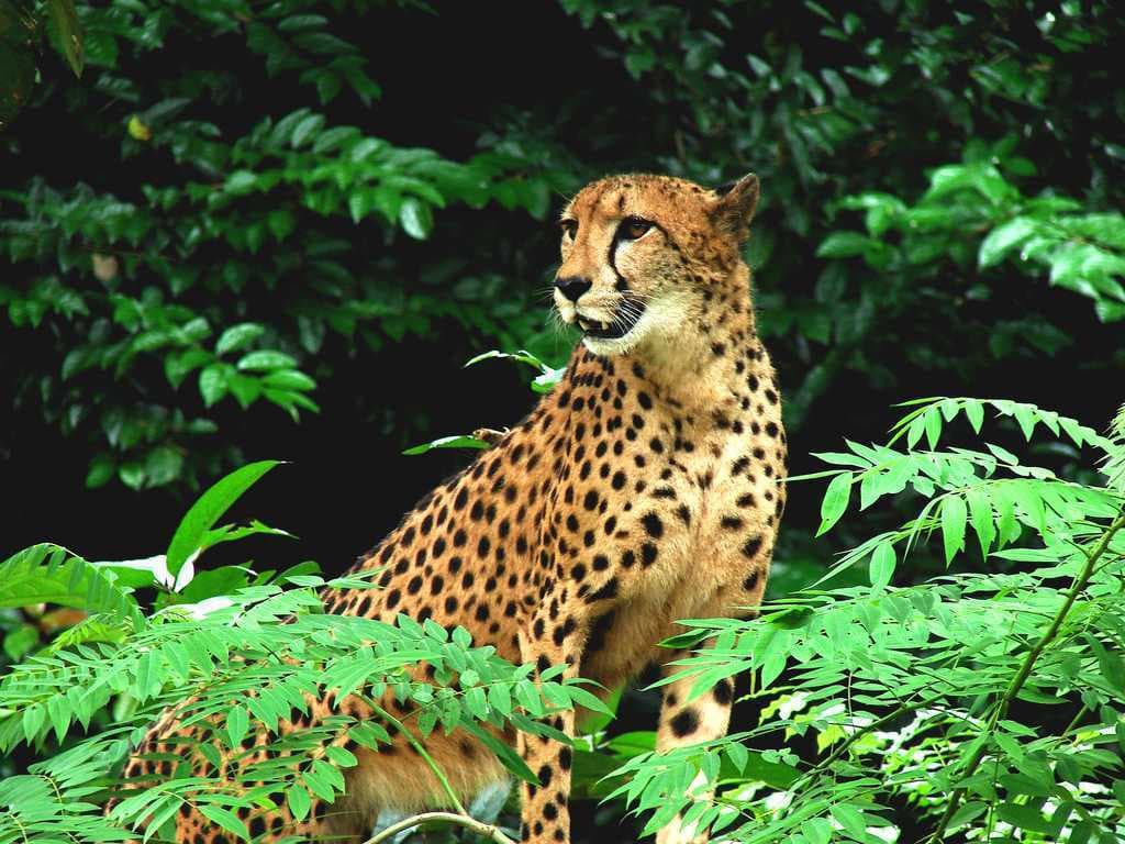 Darrah Wildlife Sanctuary - Located 56 kms From Kota Near Bundi