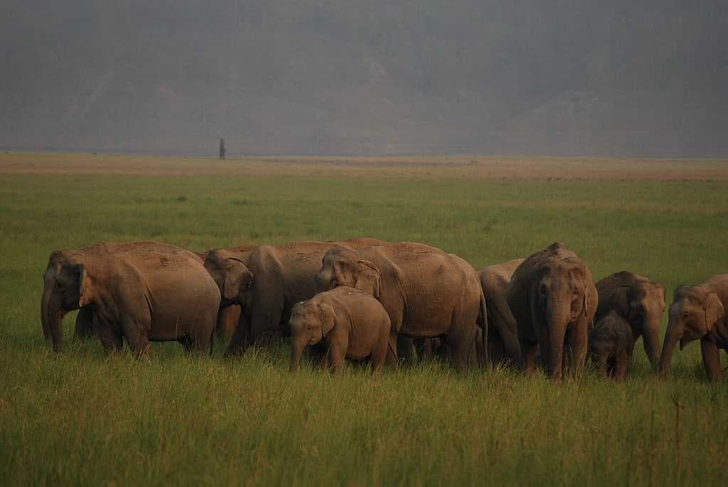 Elephant Herd in Jim Corbett National Park