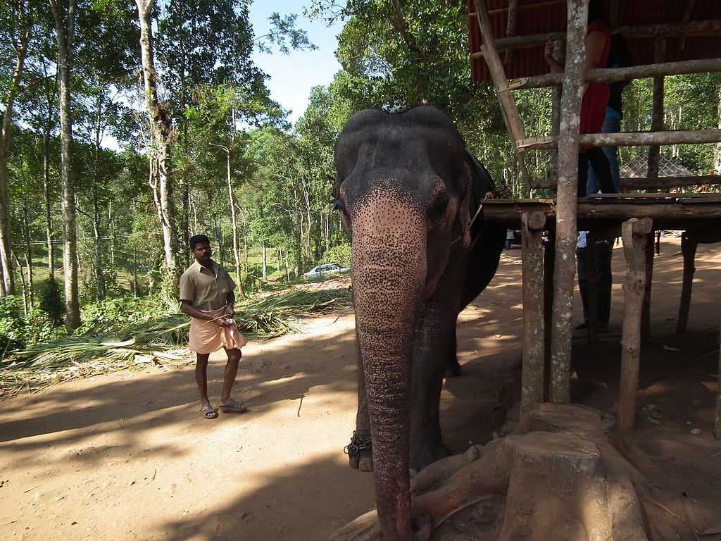 An elephant used for safari in Thekkady