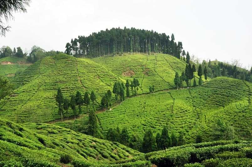 Tea Gardens
