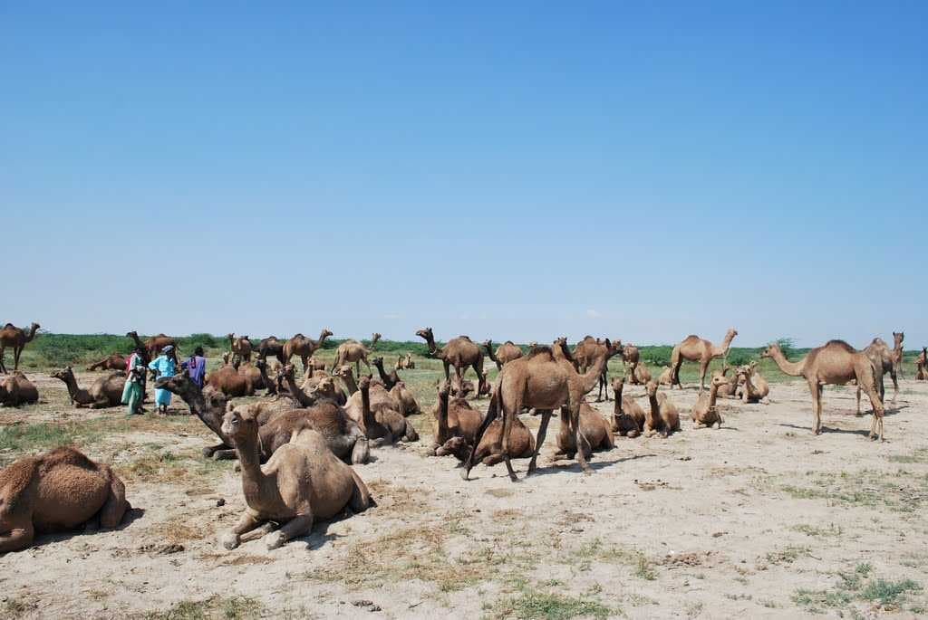 Dhrobana, Gujarat 370510, India