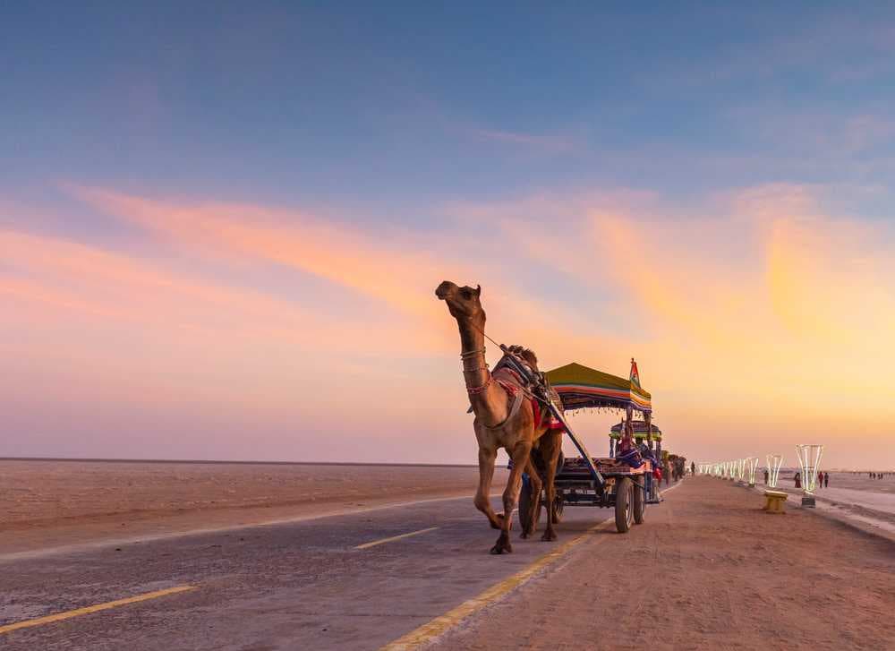 Camel Cart Ride at Rann of Kutch Festival