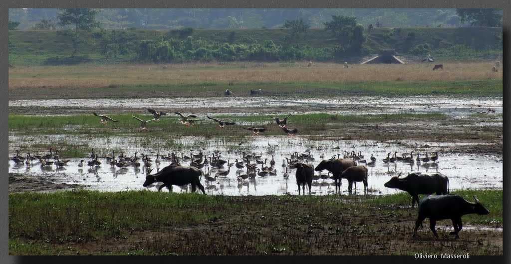 Bufali e uccelli - isola di Majuli - Assam