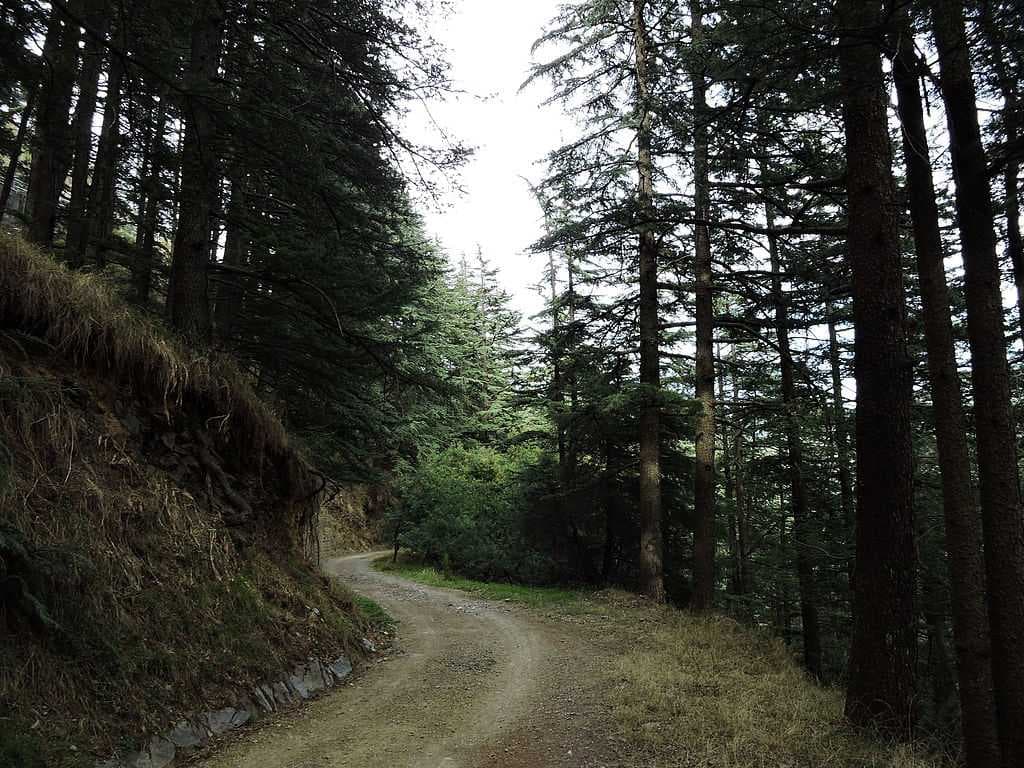 Inner view of Shimla Water Catchment Wildlife Sanctuary, Himachal Pardes, India