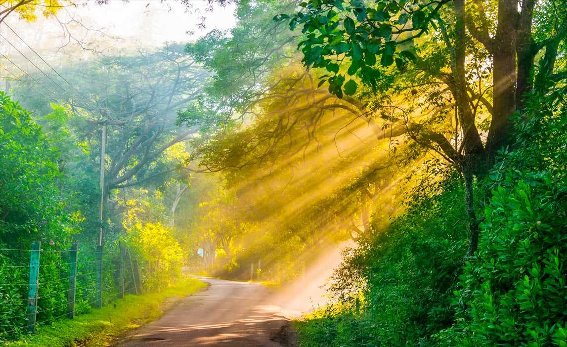 Picturesque Golden Sunrise View at Masinagudi
