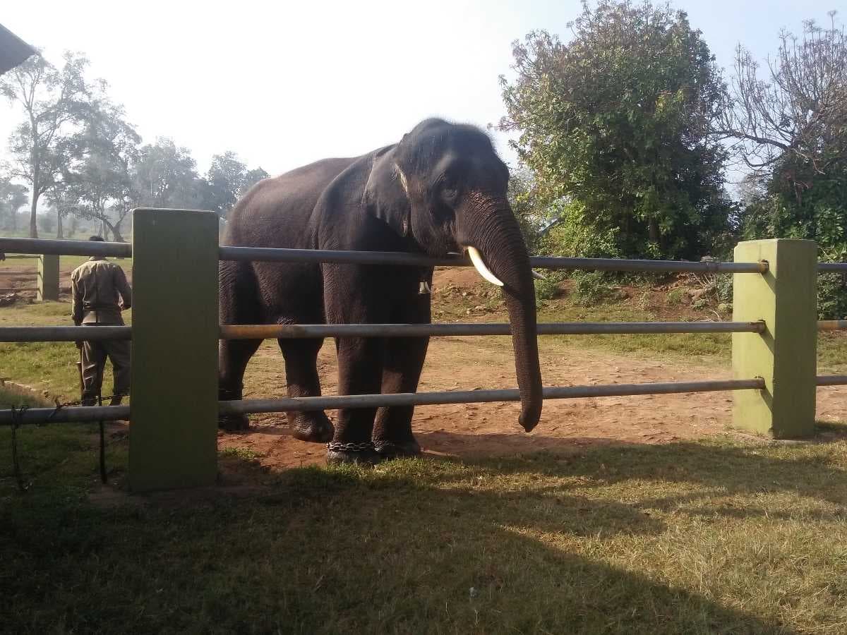 Theppakadu Elephant Camp - Located in teh Region of Mudumalai National Park