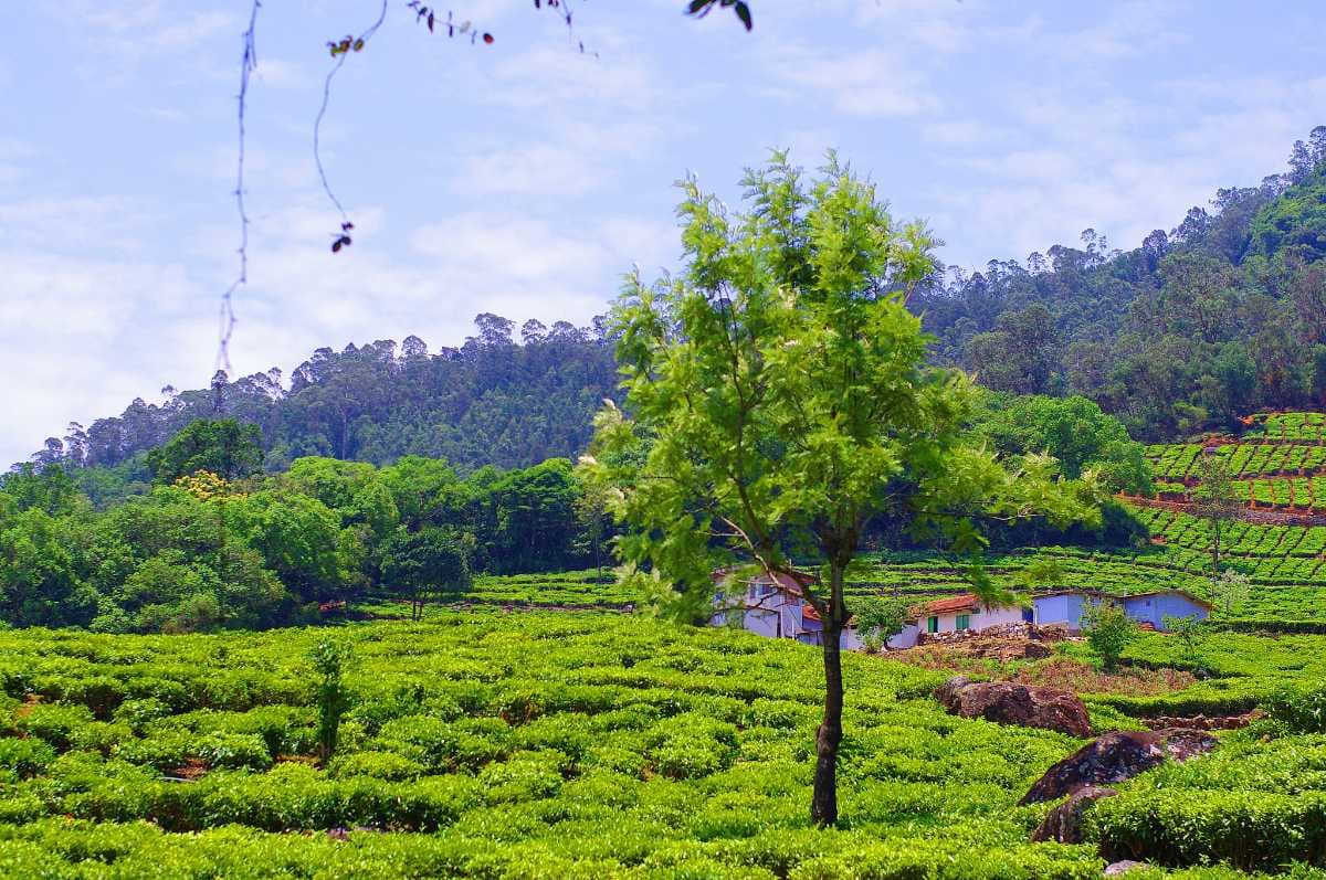 Spectacular View of Nilgiri Tea Plantations, Masinagudi