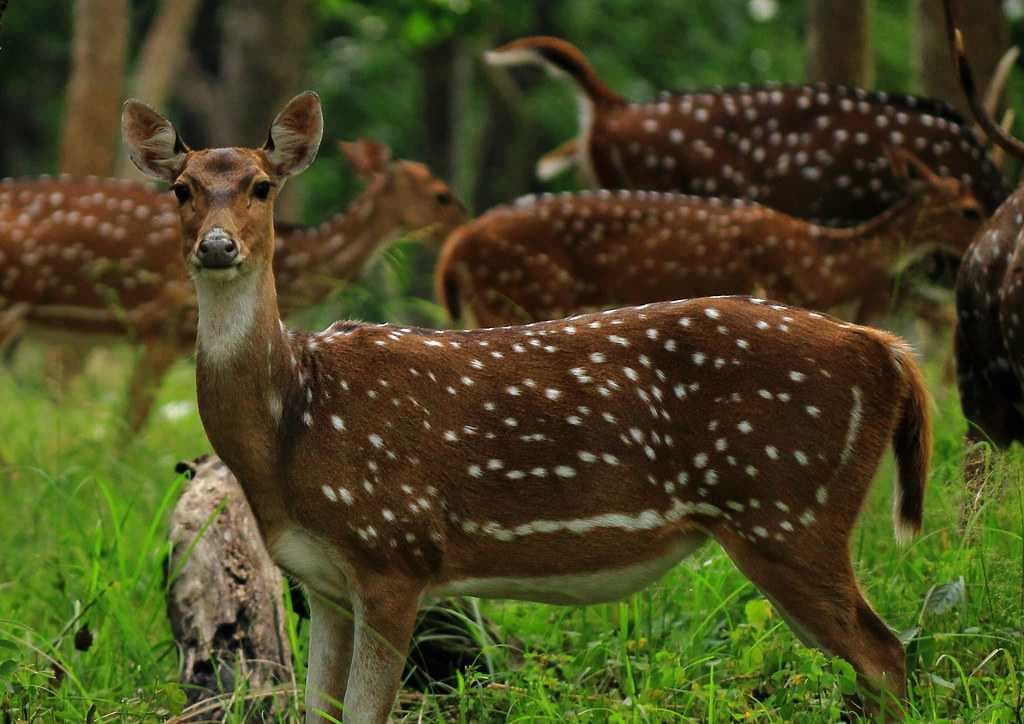 Deer Spotted at Mudumalai National Park