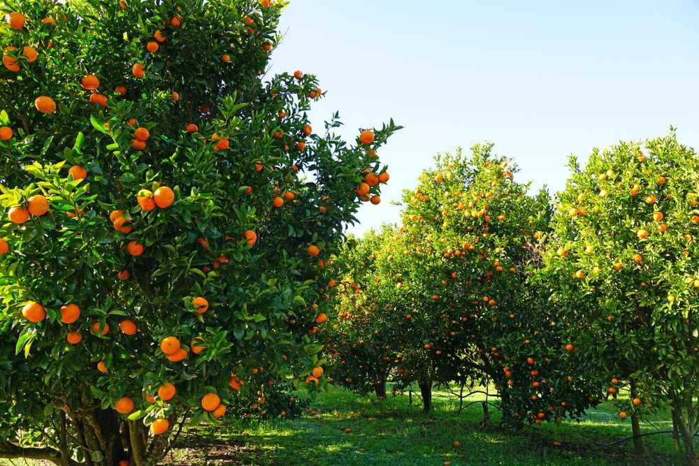Magnificent View of Orange Orchards