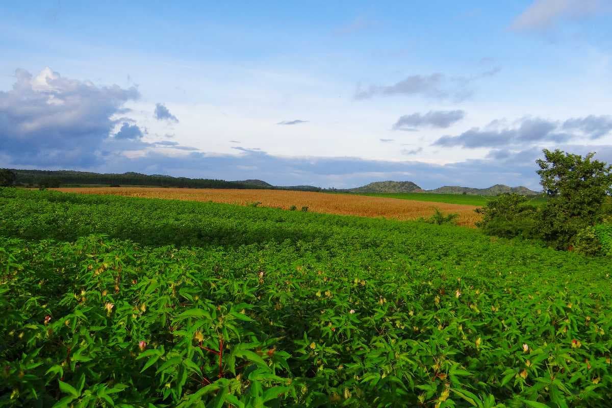 Beautiful View of Agricultural Landscape in Mundgod