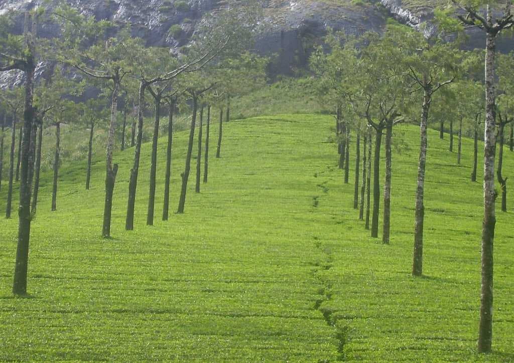 Tata Tea or KDHP Museum