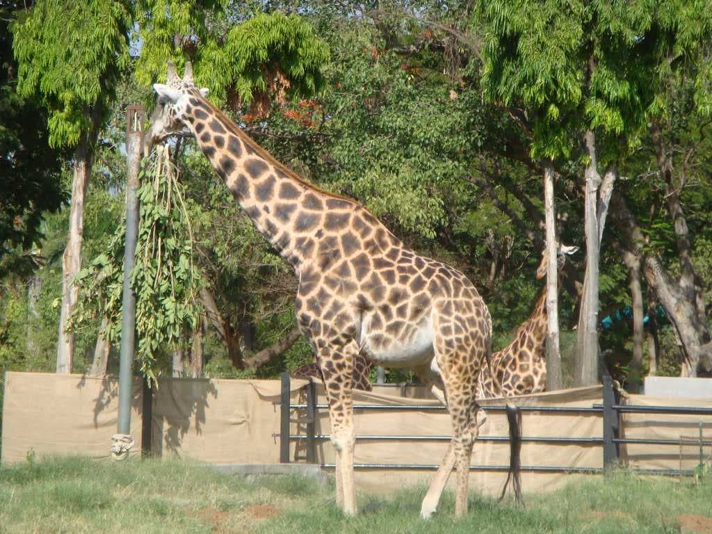 Mysore Zoo