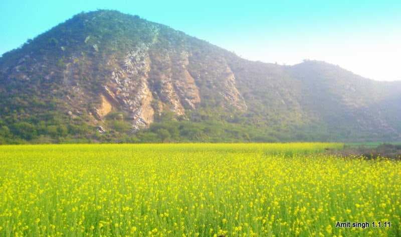 Musturd filed in the mOnth of January 2011, Nuh mewat