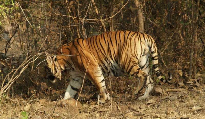 Panna National Park