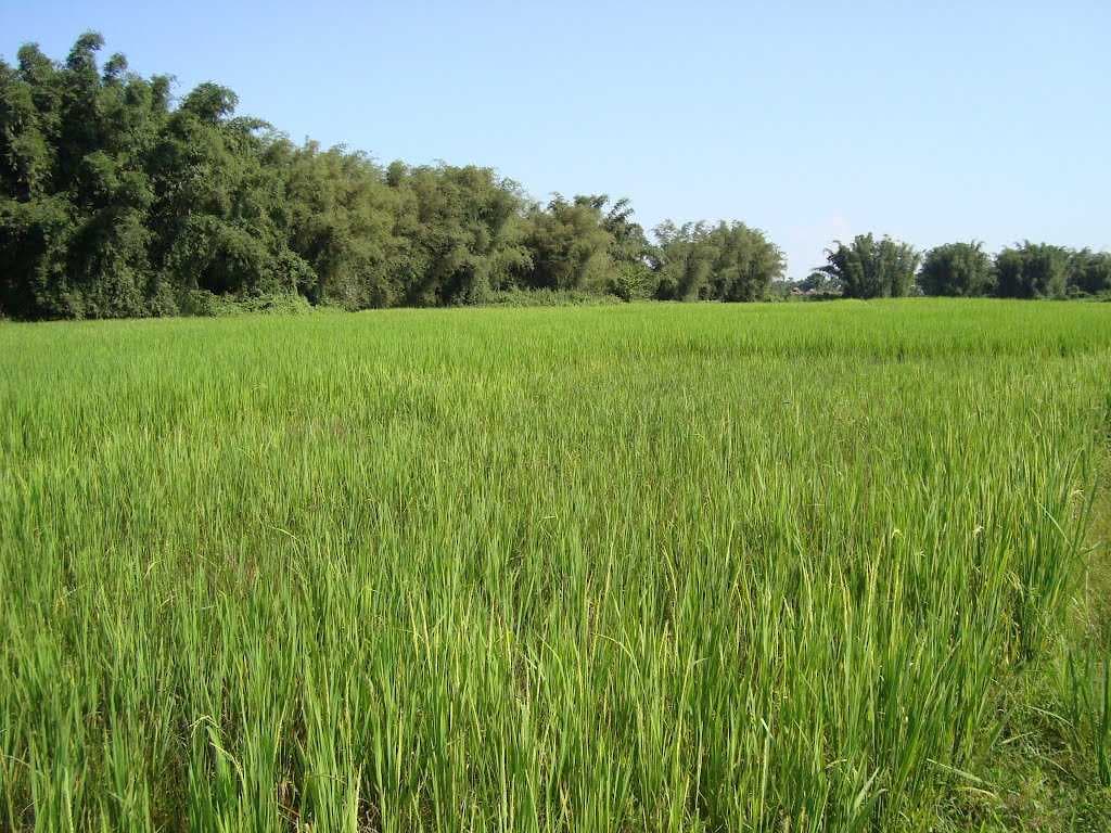 Pasighat Paddy Field
