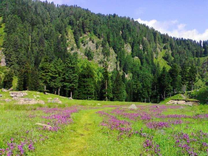 Kungwattan - Meadow Situated at the height of 8,400 km