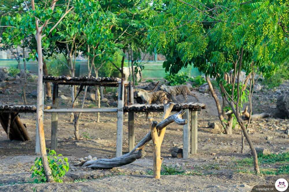 Pradhyuman Zoological Park, Rajkot