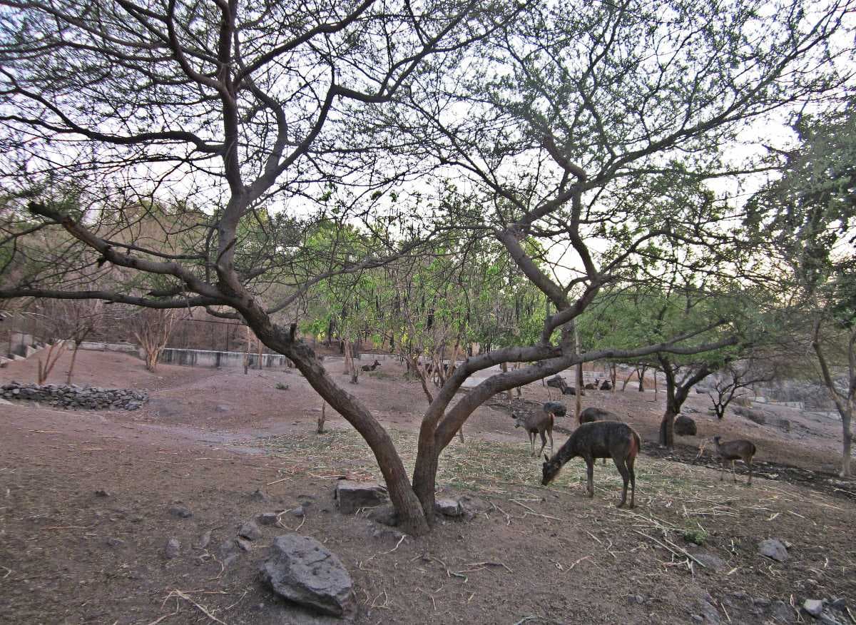 Deer at Pradyuman Zoological Park Rajkot