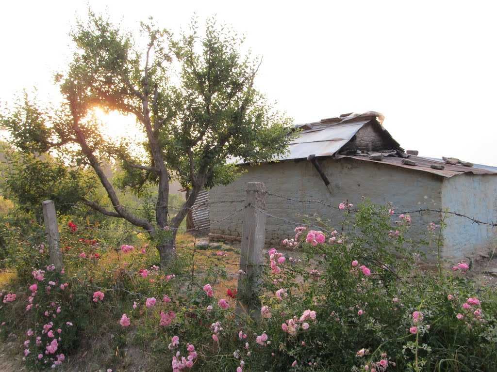 Chaubatia Orchards - Situated 10 km South of the cantonment town of Ranikhet