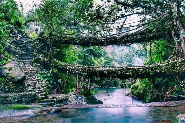 Living Root Bridges in Shillong