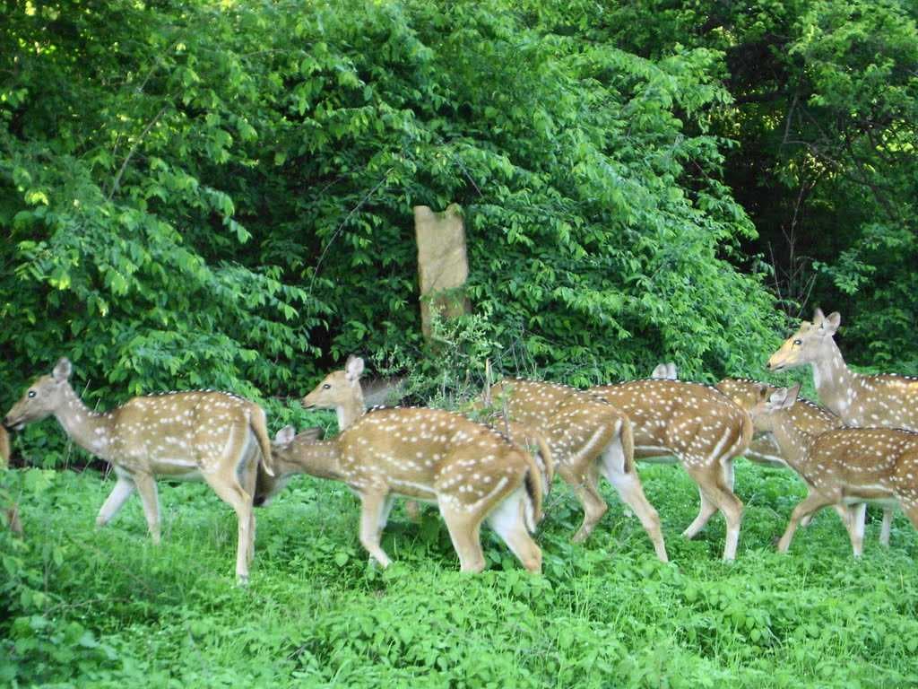 Madhav National Park