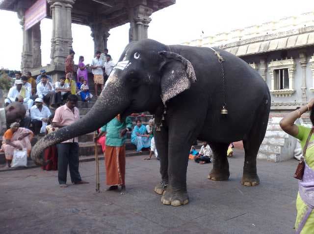 Srikalahasti Temple Elephant