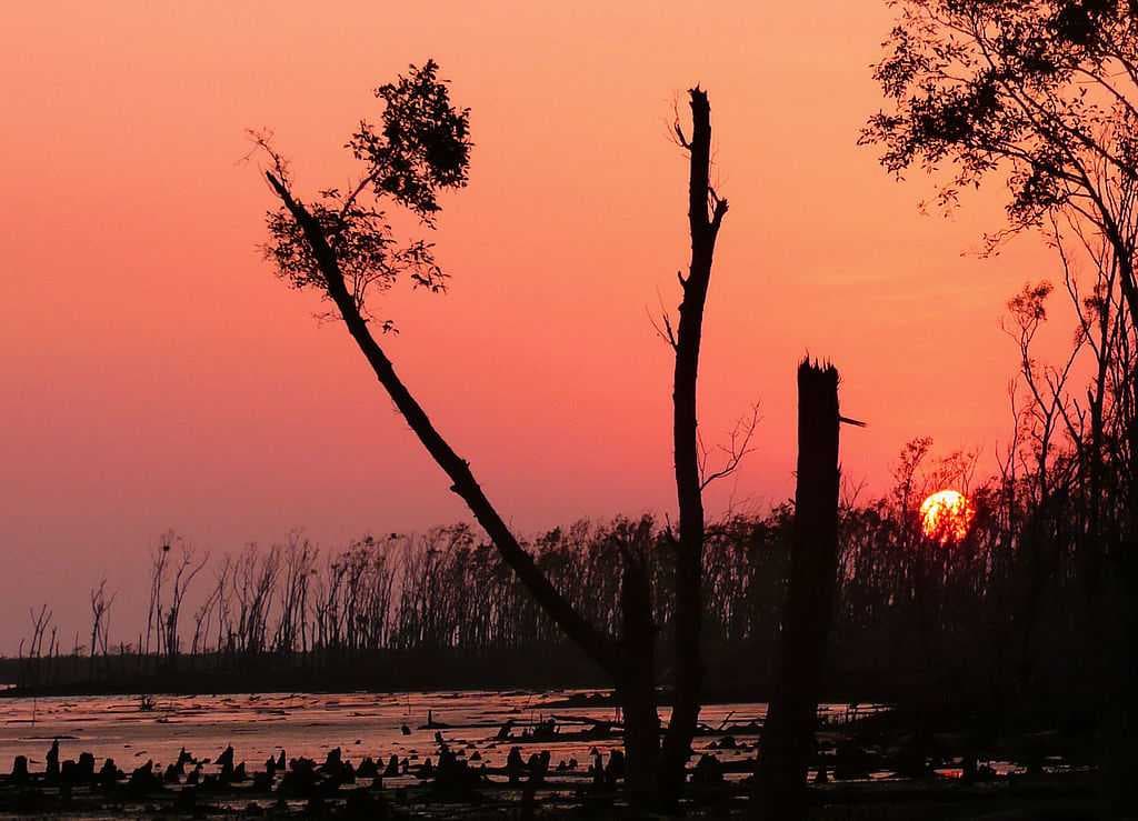 Sundarbans