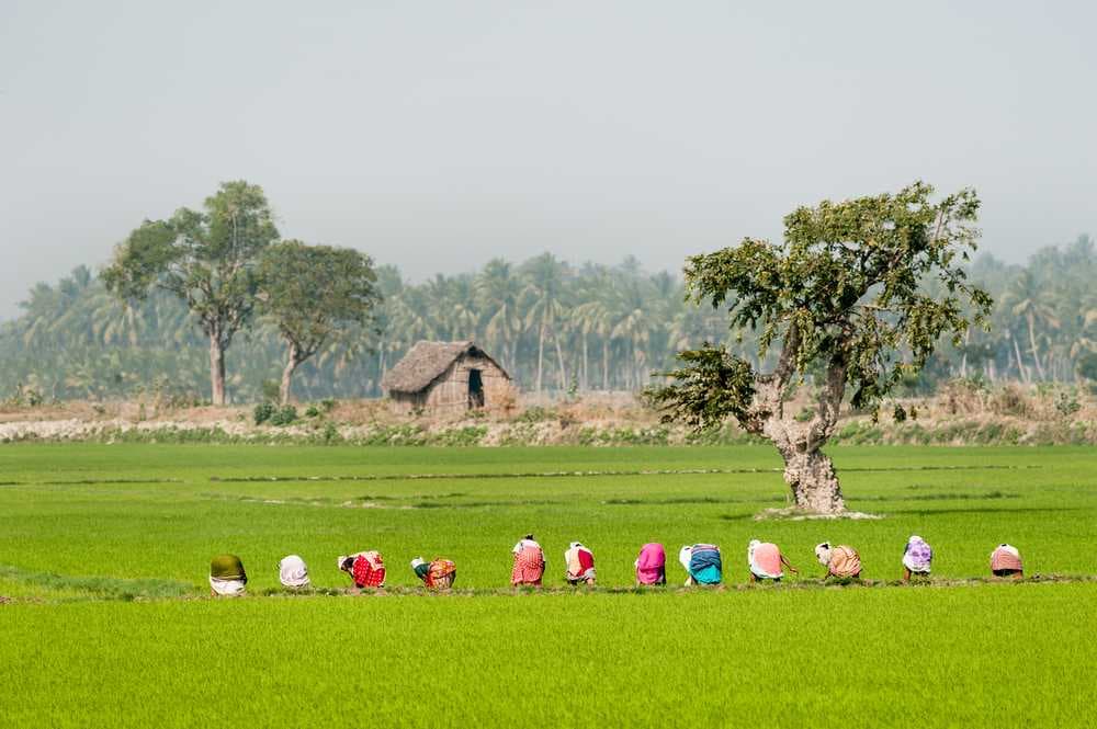 Picturesque View of Agricultural Land in Tenkasi, Tamil Nadu
