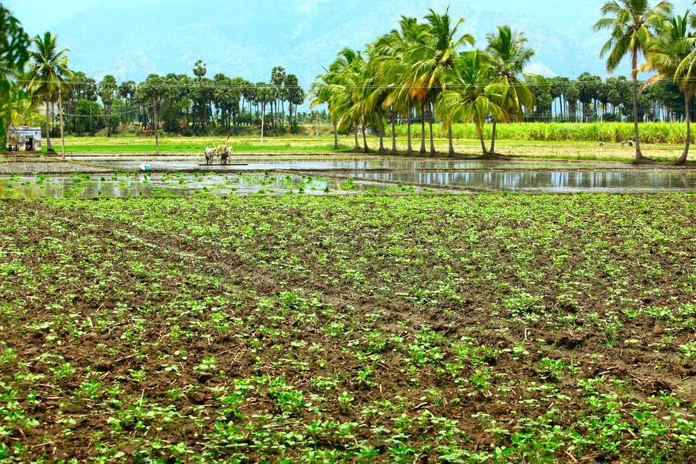 Serene View of Farm Land in Tenkasi