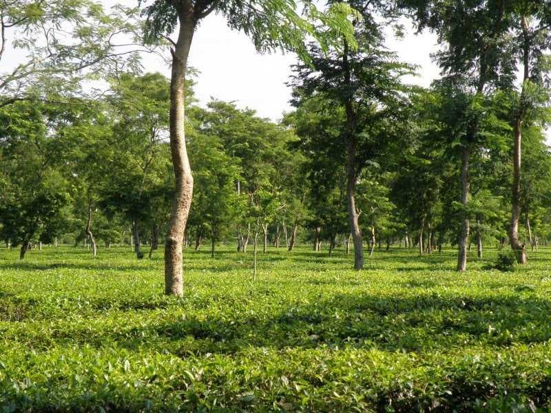 Digboi