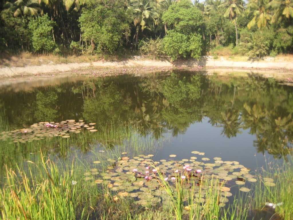 Lotus Lake