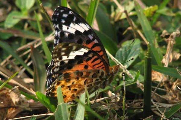 Balpakram National Park