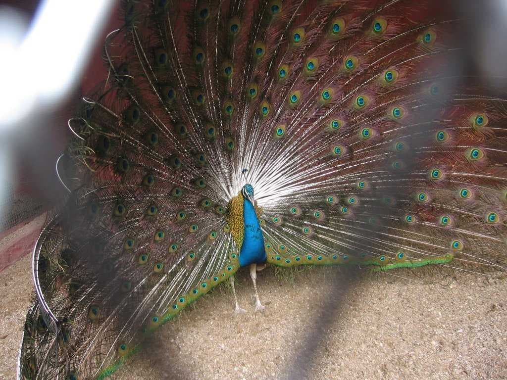 Warangal travel image