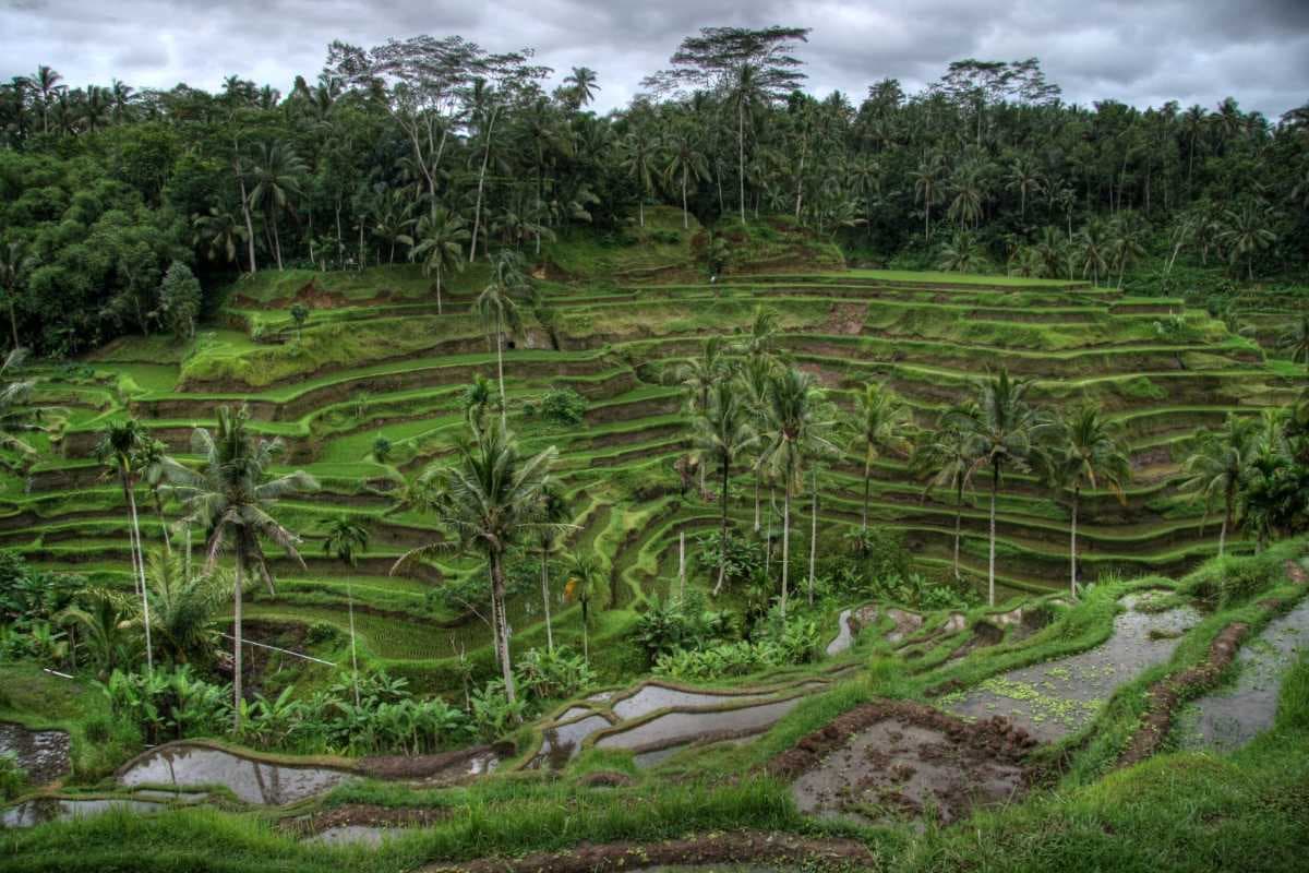 View of rice paddies, Ubud