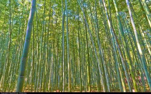 Kyoto travel image