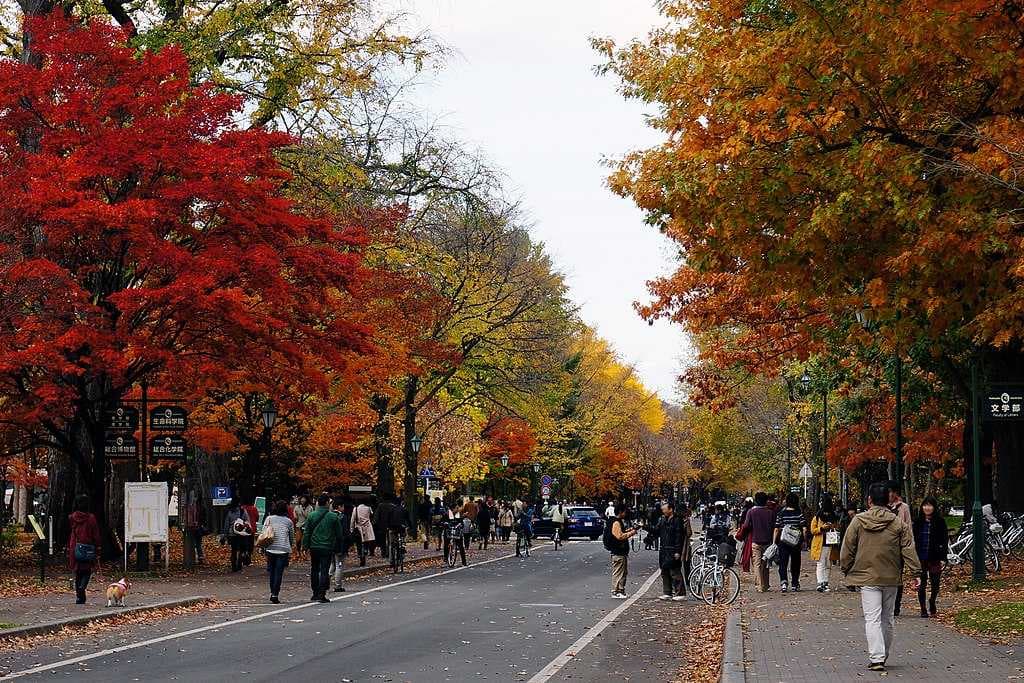 Sapporo travel image