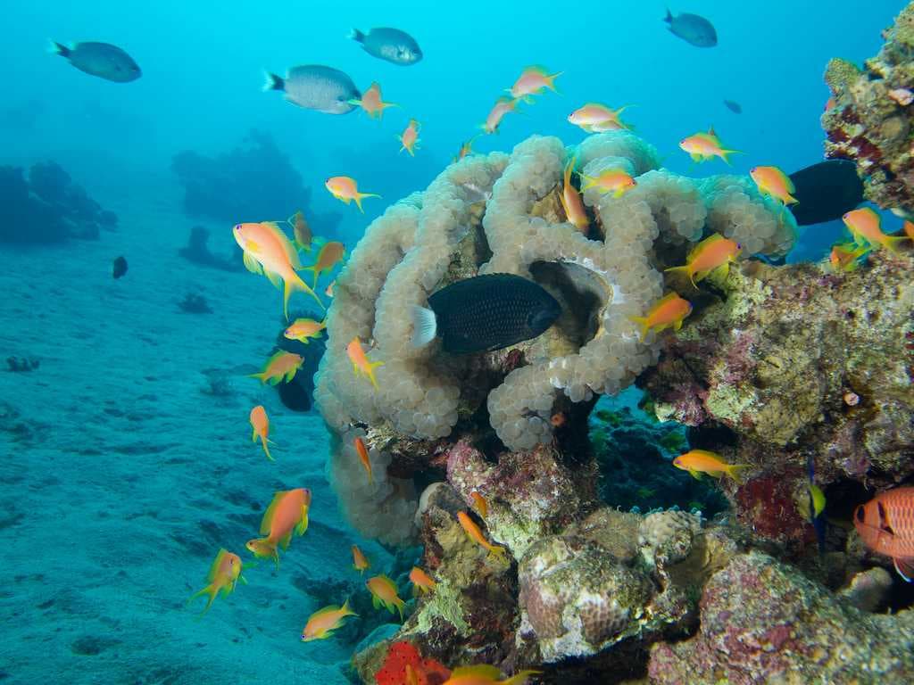 Aqaba travel image