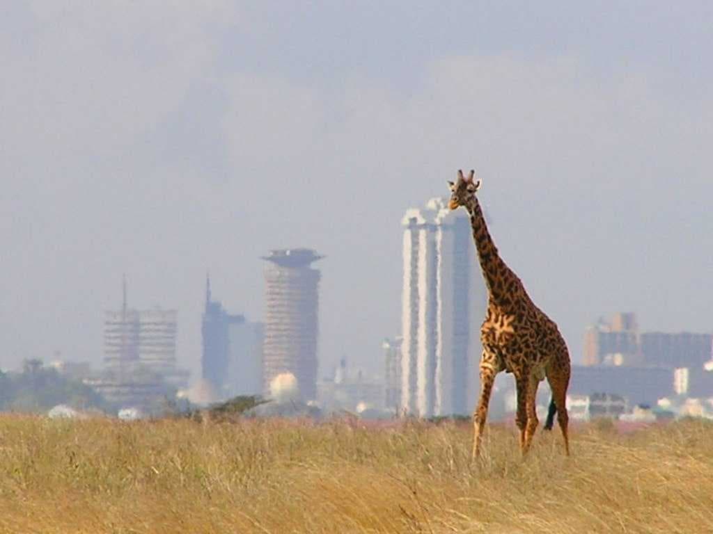 A giraffe at Nairobi National Park, with Nairobis skyline in background