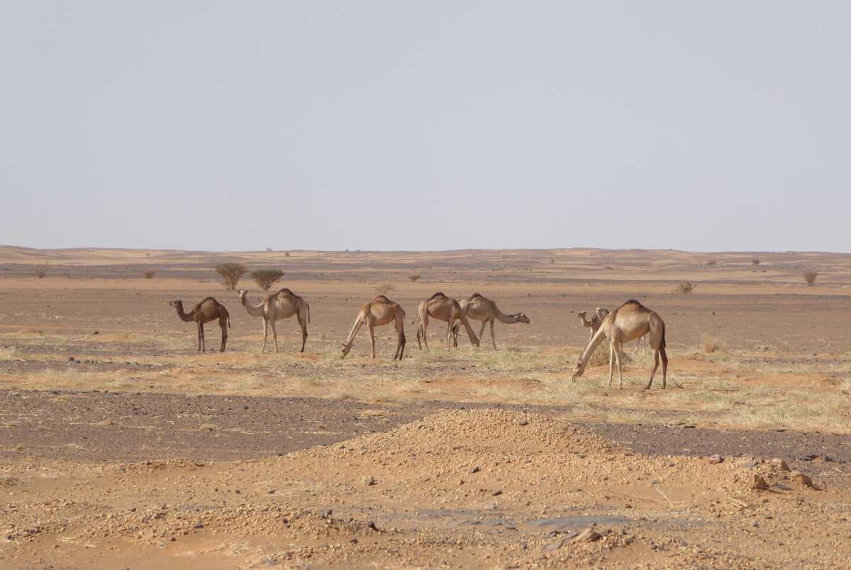 Desert Safari, Kuwait