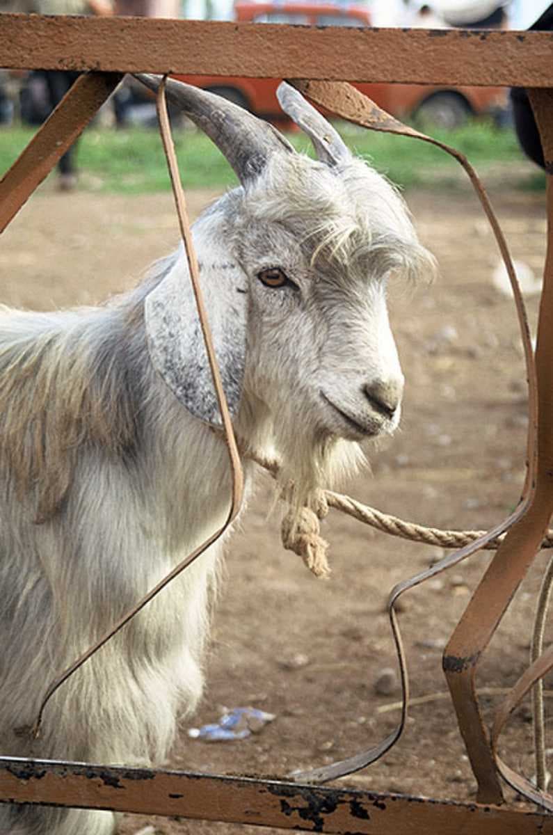 A Kyrgyz Goat at the Karakol animal market