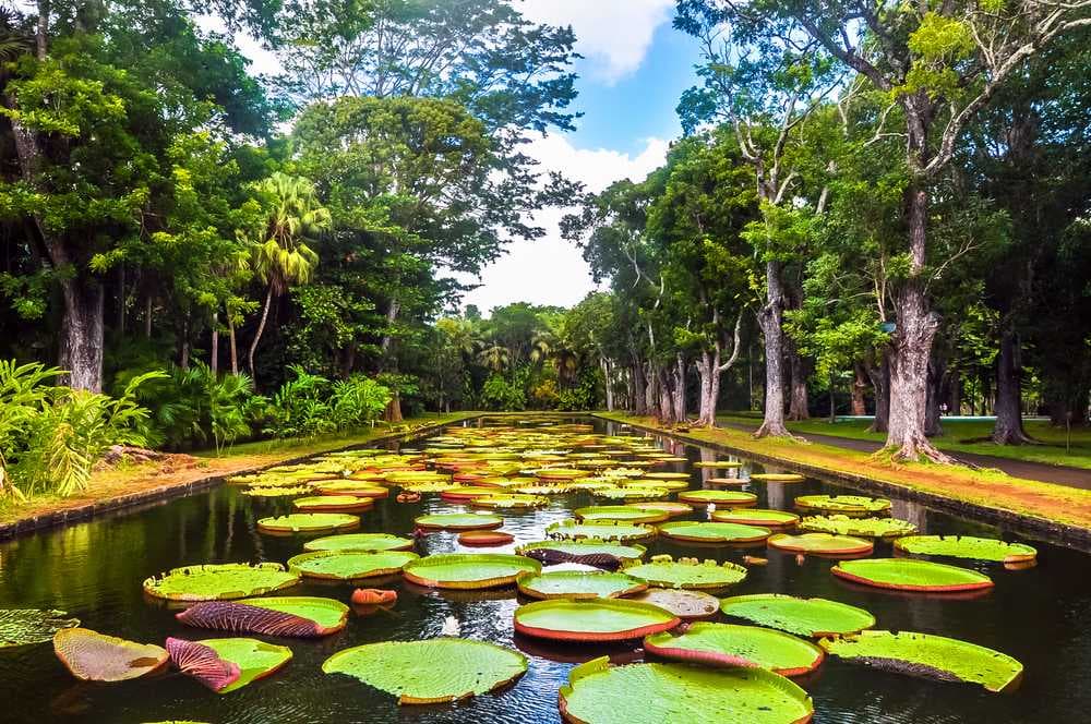 Sir Seewoosagur Ramgoolam Botanical Garden Near Port Louis