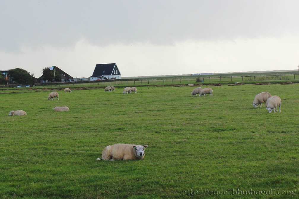 Pasturelands near the Highway in Texel