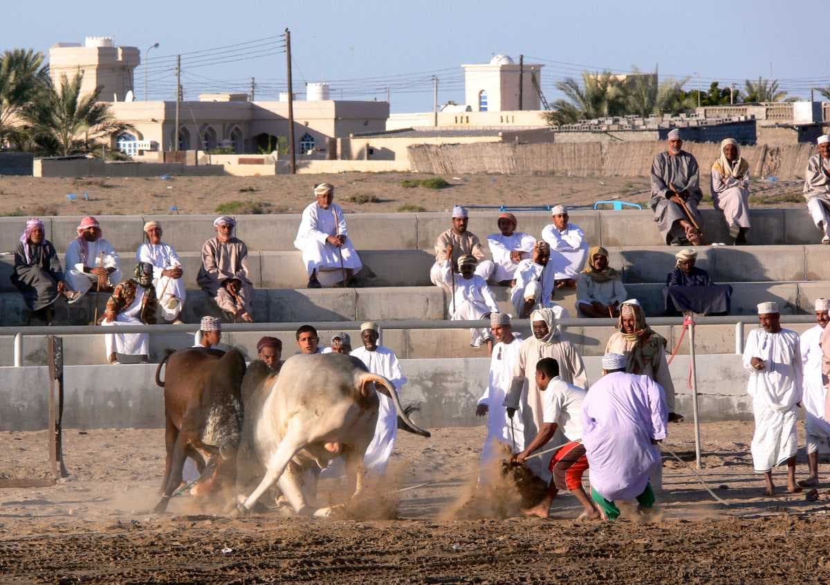 Bullfighting in Barka - Omani Traditional Ceremony