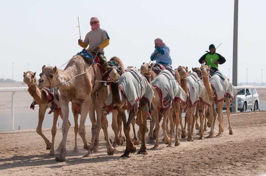 Camel Racing Track - Most Amazing Activity in Sohar