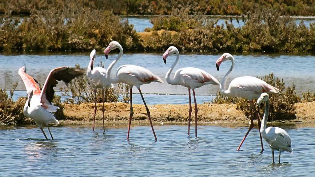 Flamingos on Ria Formosa