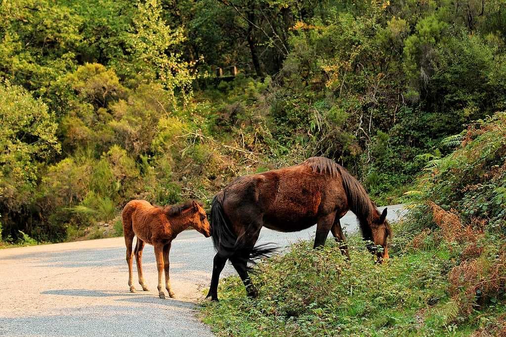 Garrano wild horses have lived in this region since Prehistoric times