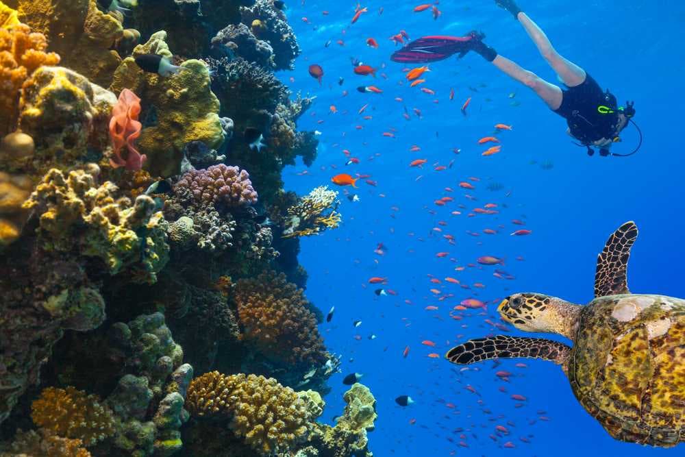Scuba Diving, Underwater Coral Reefs, Mirissa, Sri Lanka