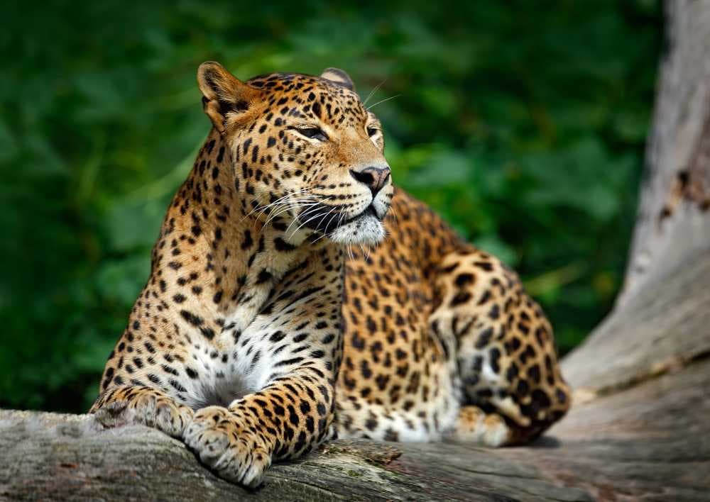 Yala National Park - Forest Area in Southeast Sri Lanka