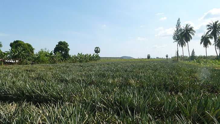 Scenic Village Side View of Koh Kret