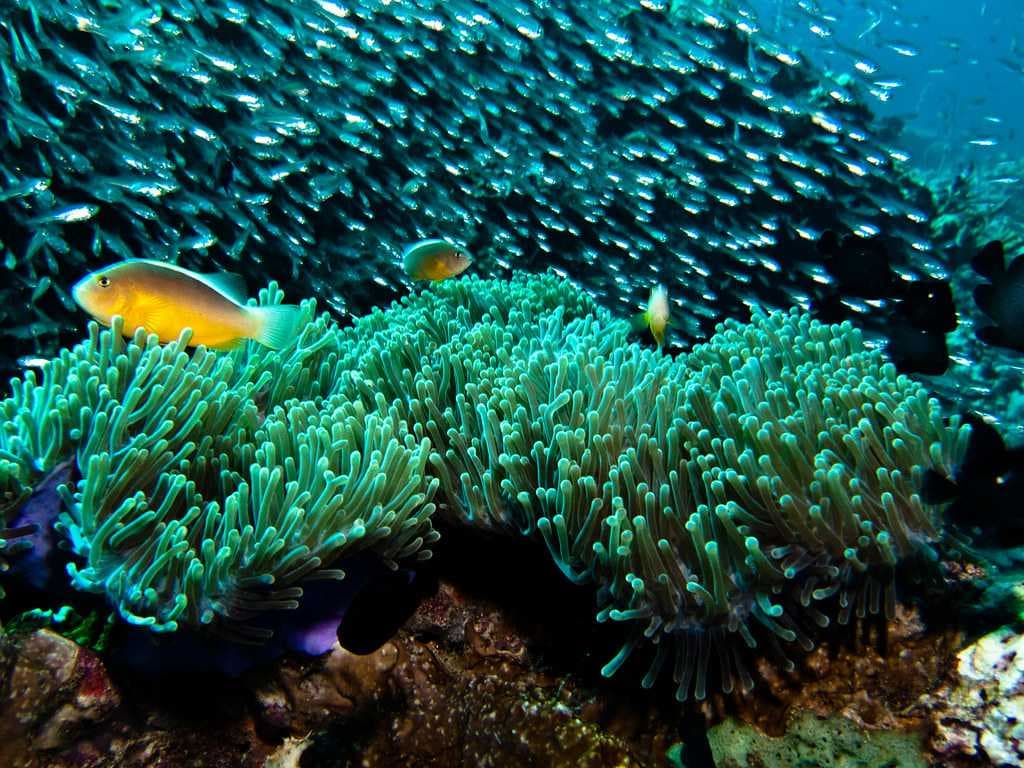 Rich Coral Reef & Marine Life in Koh Lipe